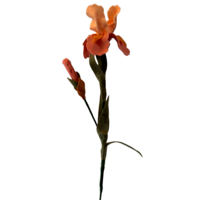 Workshop: Maak je eigen vilten iris op de KreaDoe!