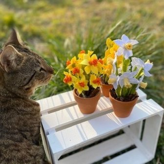 DIY Pakket Narcissen, verkrijgbaar in 3 kleuren combinaties