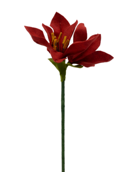 DIY Pakket, Mix &amp; Match!! Amaryllis Rood