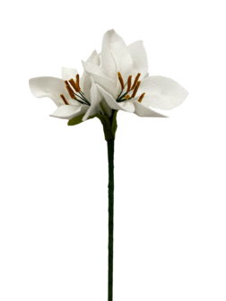 DIY Pakket, Mix &amp; Match!! Amaryllis Wit