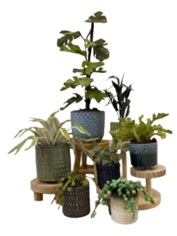 PRE-ORDER DIY Plantenboek!!