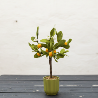 DIY Pakket Plant, Sinaasappelboom