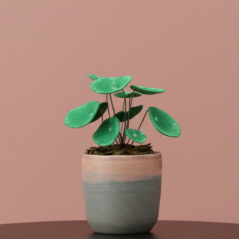 DIY Pakket Plant, Pannenkoekenplant