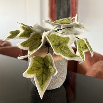 DIY Pakket Plant, Hedera