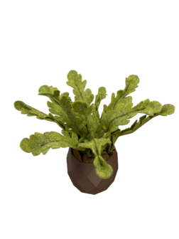 DIY Pakket Plant, Mini Krulvaren