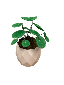 DIY Pakket Plant, Pannenkoekenplant