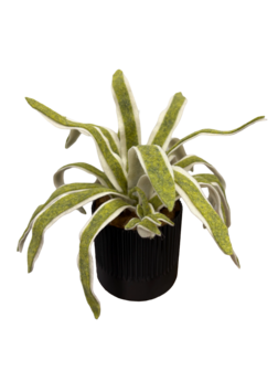 DIY Pakket Plant, Chlorophytum 