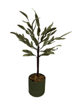 DIY Pakket Plant, Olijfboom