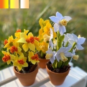 DIY Pakket Narcissen, verkrijgbaar in 3 kleuren combinaties