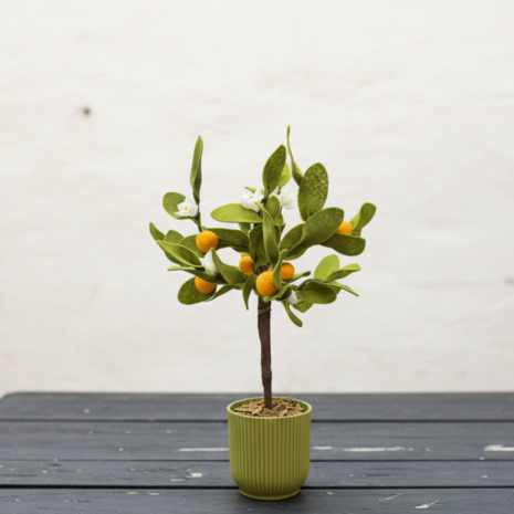 DIY Pakket Plant, Sinaasappelboom