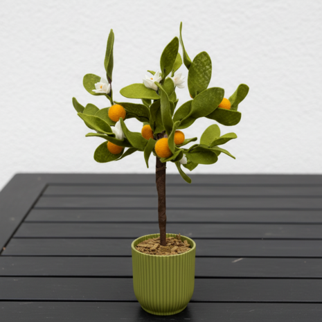 DIY Pakket Plant, Sinaasappelboom