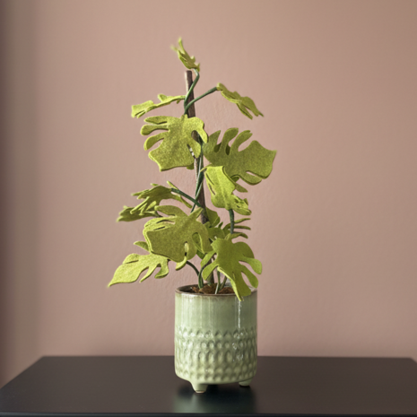 DIY Pakket Plant, Monstera