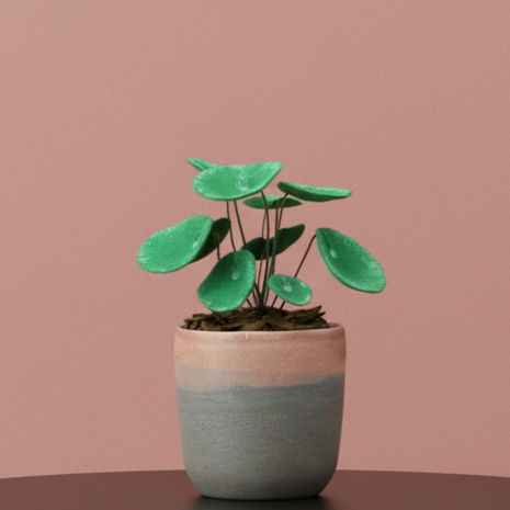 DIY Pakket Plant, Pannenkoekenplant