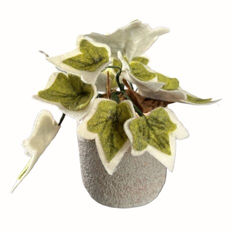 DIY Pakket Plant, Hedera