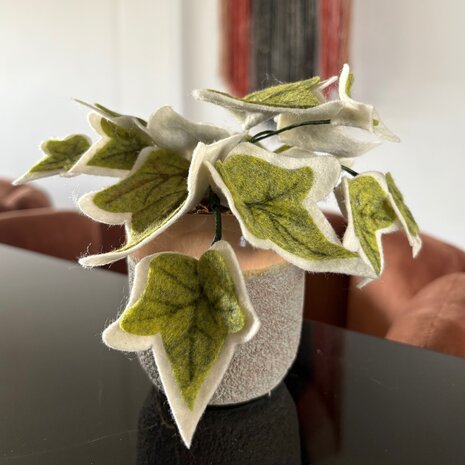 DIY Pakket Plant, Hedera
