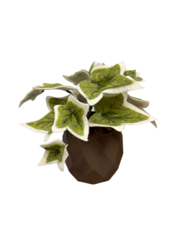 DIY Pakket Plant, Hedera