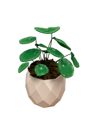 DIY Pakket Plant, Pannenkoekenplant