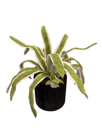 DIY Pakket Plant, Chlorophytum 