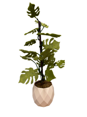 DIY Pakket Plant, Monstera