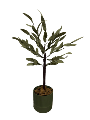 DIY Pakket Plant, Olijfboom