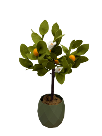 DIY Pakket Plant, Sinaasappelboom