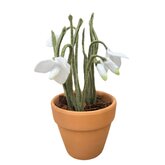 DIY Pakket, Sneeuwklokje in terracotta potje