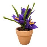 DIY Pakket, Krokus Paars in terracotta potje