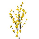 DIY Pakket, Forsythia, 3 takken