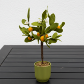 DIY Pakket Plant, Sinaasappelboom