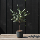 DIY Pakket Plant, Olijfboom