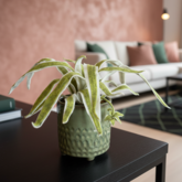 DIY Pakket Plant, Chlorophytum