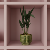 DIY Pakket Plant, Mini Palm