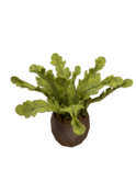DIY Pakket Plant, Mini Krulvaren